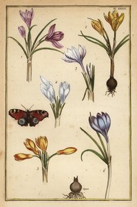 Jarní krokus, Crocus vernus, a evropský paví motýl, Aglais io