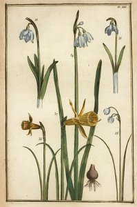 Divoký narcis, Narcissus pseudonarcissus a sněženky, Galanthus nivalis