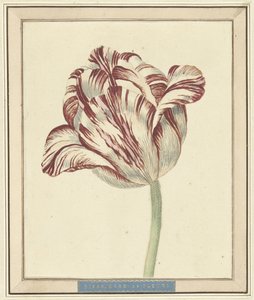Tulipán, jménem Bisar, kardinál de Fleuri od Daniël Marot (II)