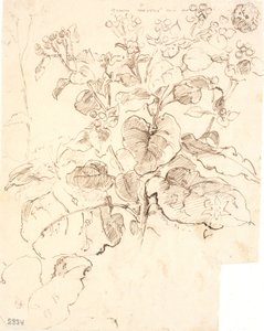Studie rostlin