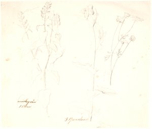 Studie rostlin