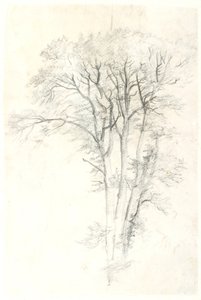 Studie dřeva od Dankvart Dreyer