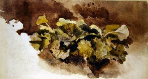 Dock Leaves (akvarel na papíře) od David Cox