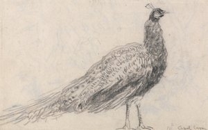 Páv v Capel Curig od David Cox
