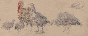 Studie o krocanech od David Cox