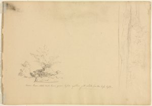 Studie krajiny a stromů (verso) od David Johnson