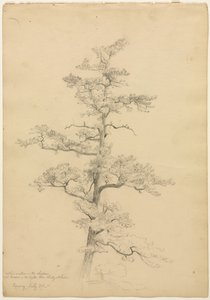 Pine Tree, Conway, New Hampshire recto, Landscape and Tree Studies verso, c. 1851. od David Johnson