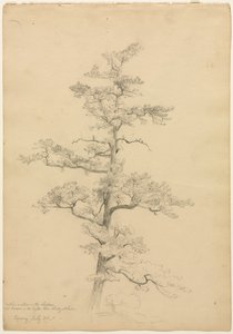 Pine Tree, Conway, New Hampshire recto, c. 1851.