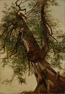 Studie cedru od David Johnson