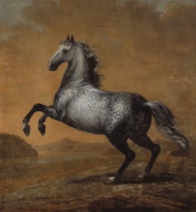 Malý Angličan, kůň krále Karla XI (1655-97)
