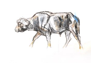 Buvol africký, 2020 (pastel a akvarel na papíře) od David Mayer