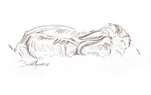 Zajíc ležící, 2012 (kontepastel na papíře) od David Mayer