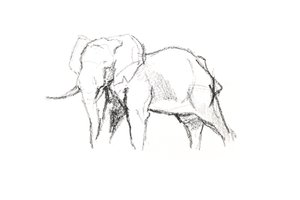 Bull Elephant, 2021 (pastel na papíře) od David Mayer