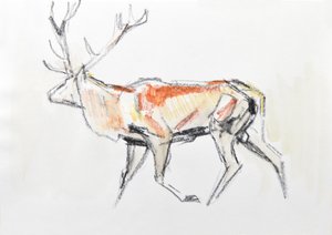 Red Deer Stag, 2020 (akvarel na papíře) od David Mayer
