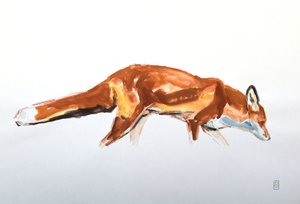 Red Fox, 2020 (akvarel a pastelka) od David Mayer