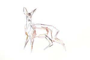 Srnčí mladý, 2021 (pastel na papíře) od David Mayer
