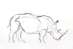 Bílý nosorožec, 2021 (pastel a akvarel na papíře) od David Mayer