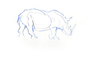 Bílý nosorožec, 2020 (pastel na papíře) od David Mayer