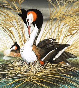 Chřástal polní, ilustrace z knihy "Bylo nebylo" (kvaš na papíře) od David Pratt