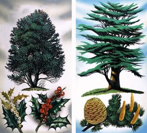 Stromy, které vidíte: Holly Tree  Cedar od David Pratt