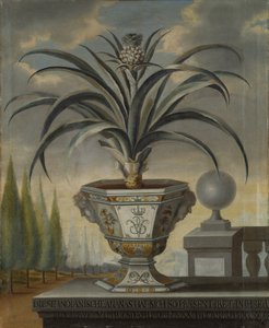 Ananasovník, 1729 od David von Coln
