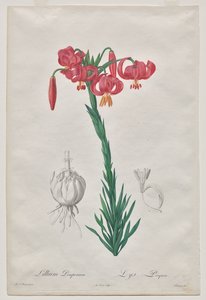 Lillium Pomponium (Turban Lily), deska 7 z Les Liliacées od De Gouy