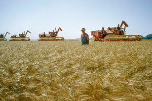 Farmář prochází po pás vysokou pšenicí a za ním se prohánějí kombajny. Partridge, Kansas.