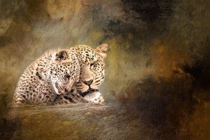 Něžnost v rodině leopardů od Debbie Lefever