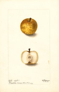 Jablka (Malus domestica: č. 1) (akvarel)