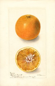 Pomeranče (Citrus sinensis: Bishops Favorite) (akvarel)