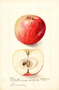 Jablka RIMMER (Malus domestica) (akvarel)