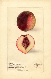 Sportovní broskvoň (Prunus persica) (akvarel)