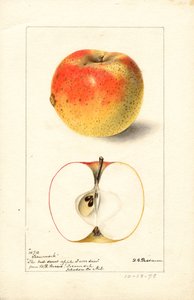 Jablka Tecumseh ( Malus domestica) (akvarel)