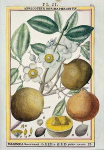 Meruňka hermafroditní, z „Florindie ou Historie physico-economique des vegetaux de la Torride“, 1789 od Delahaye