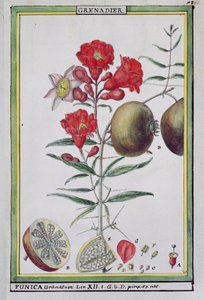 Strom granátového jablka, z Florindie ou Historie physico-economique des vegetaux de la Torride, 1789 od Delahaye