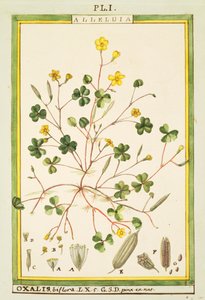 Pryskyřník bermudský (Oxalis biflora nebo pes-caprae), akvarel od Delahaye