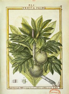 Chlebovník (Artocarpus altilis), akvarel od Delahaye