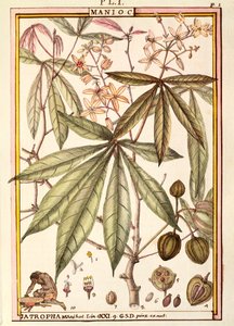 Cassava (Jatropha manihot), od Delahaye, akvarel