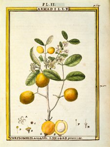 Chrysomelis Armadilla, akvarel od Delahaye od Delahaye Delahaye