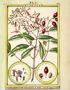 Hřebíček (Caryophyllus Aromaticus), akvarel od Delahaye