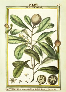 Cryptocarya Aromatica, akvarel od Delahaye od Delahaye Delahaye