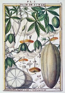 Plody a květy stromu baobab (Adansonia digitata) od Delahaye, z Florindie nebo Historie fyzikálně-ekonomické des Vegetaux de la Torride