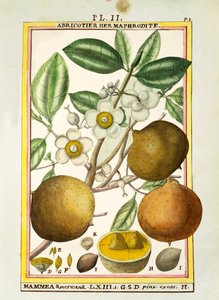 Mammee apple (Mammea americana), akvarel od Delahaye