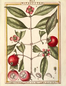 Mangostan (Garcinia mangostana), akvarel od Delahaye