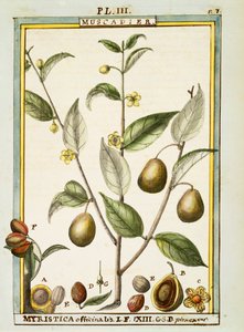 Muškátový oříšek (Myristica fragrans nebo officinalis), akvarel od Delahaye