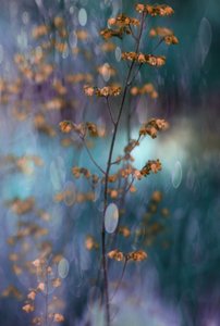 Záhadné botanické bokeh od Delphine Devos