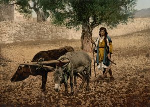 Rodák z Palestiny pracující s volem a oslem, Svatá země, kolem 1890-1900 (fotochromovaný tisk)