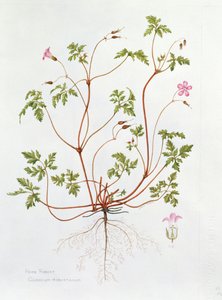Herb Robert (wc na papíře) od Diana Everett