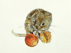 Hraboš s žaludem