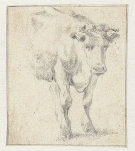 Studie krávy